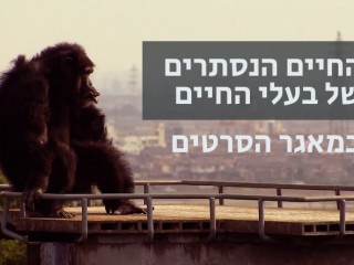 מתנה: גישה לסרטי איכות למשך חודש